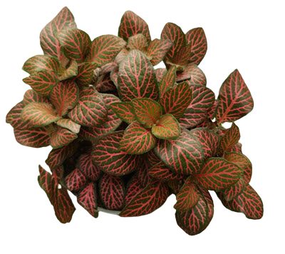 Red Fittonia